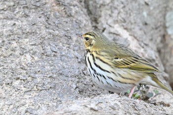 ビンズイ 馬見丘陵公園 2024年1月13日(土)