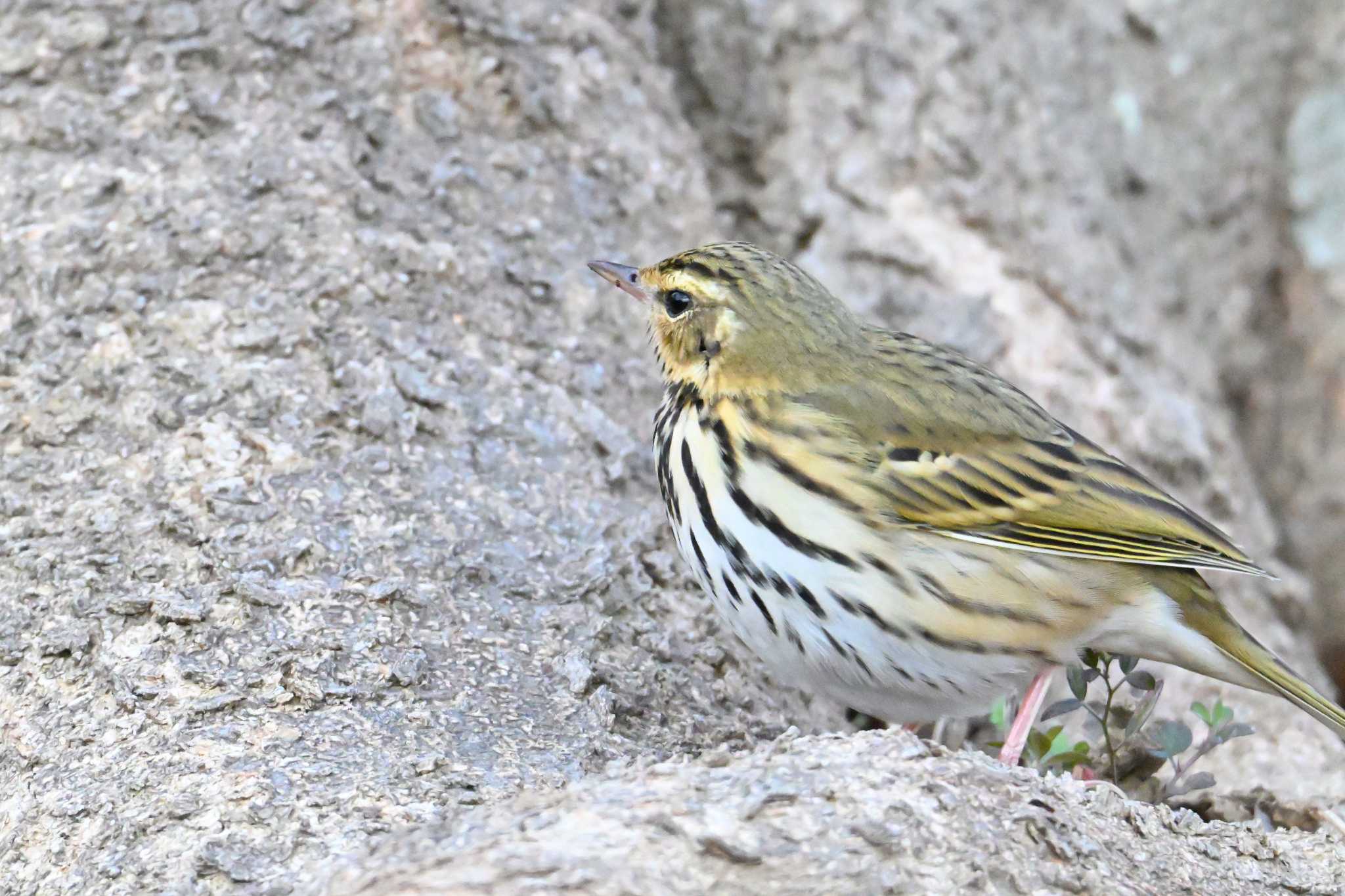 Olive-backed Pipit