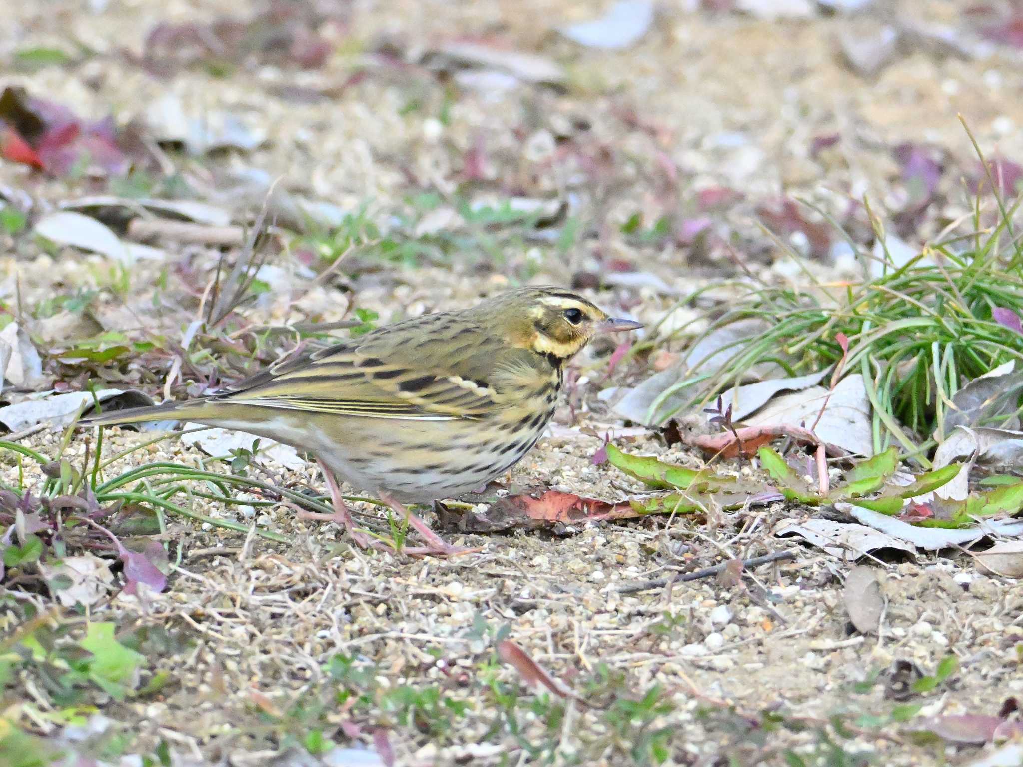 Olive-backed Pipit