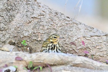 ビンズイ 馬見丘陵公園 2024年1月13日(土)