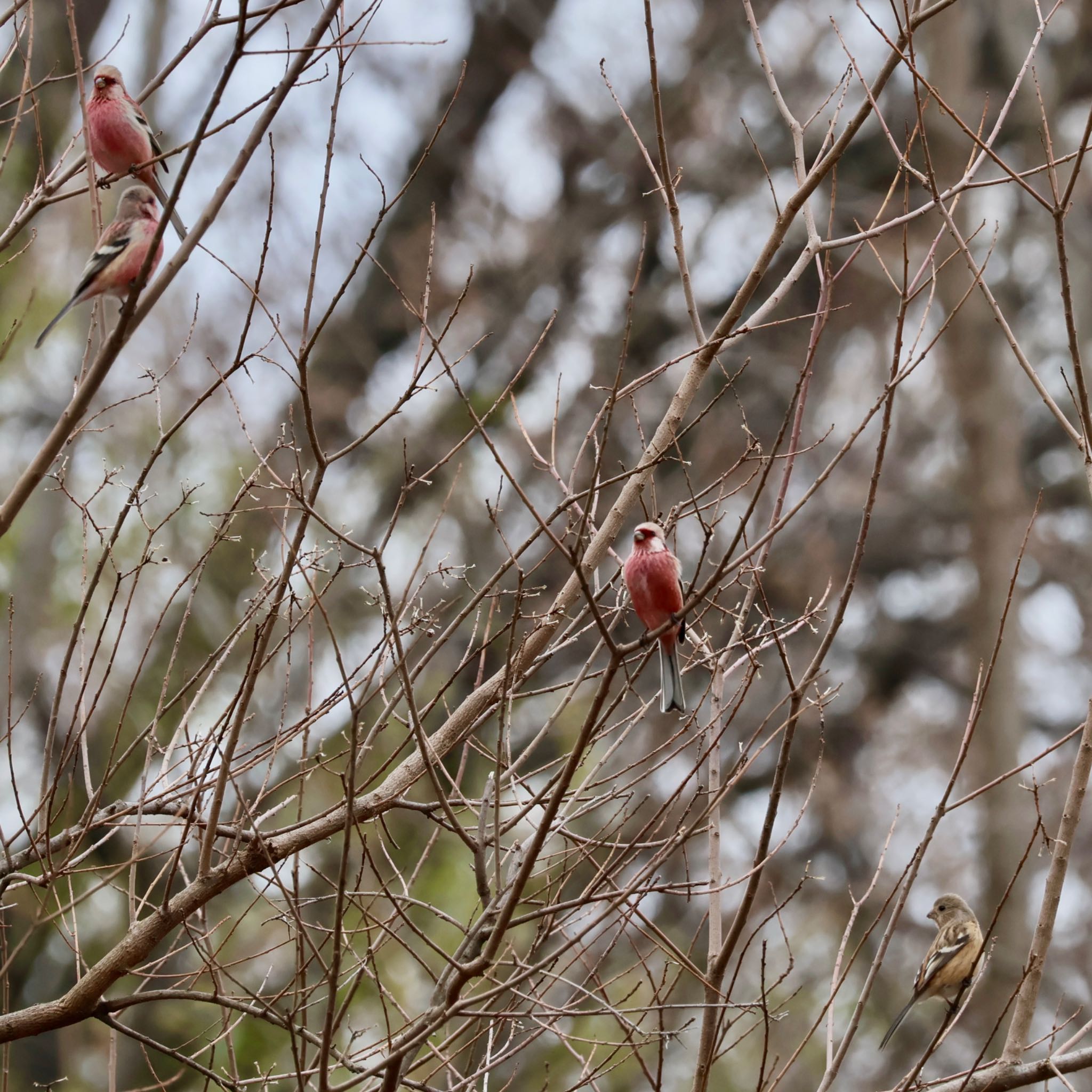 木の芽を食べている4羽（雄3、雌1）を見た by カバ山PE太郎