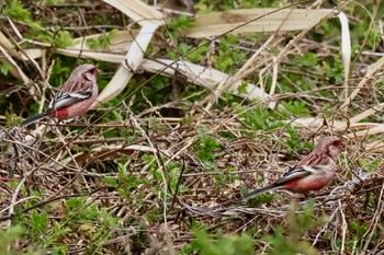 Siberian Long-tailed Rosefinch Akigase Park Sun, 3/24/2024