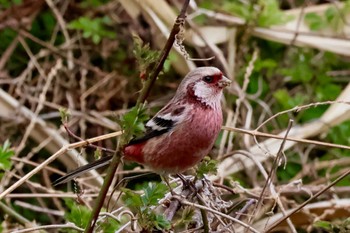 Siberian Long-tailed Rosefinch Akigase Park Sun, 3/24/2024