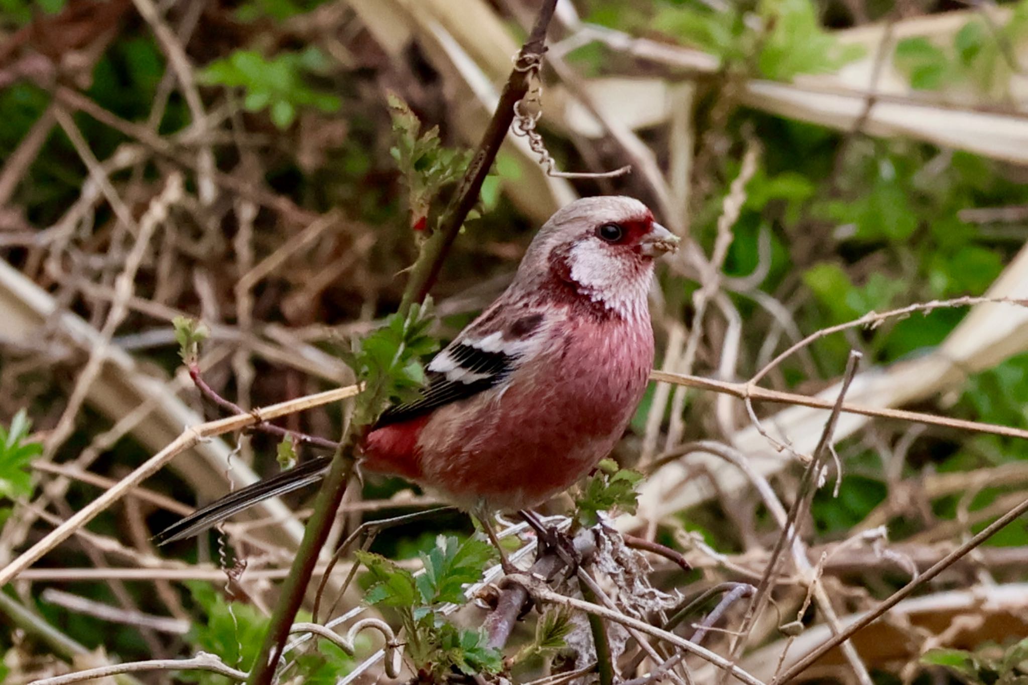 Siberian Long-tailed Rosefinch