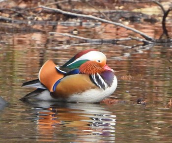 Mandarin Duck Unknown Spots Sat, 2/17/2024