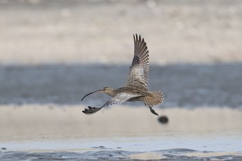 Far Eastern Curlew Sambanze Tideland Sun, 3/24/2024