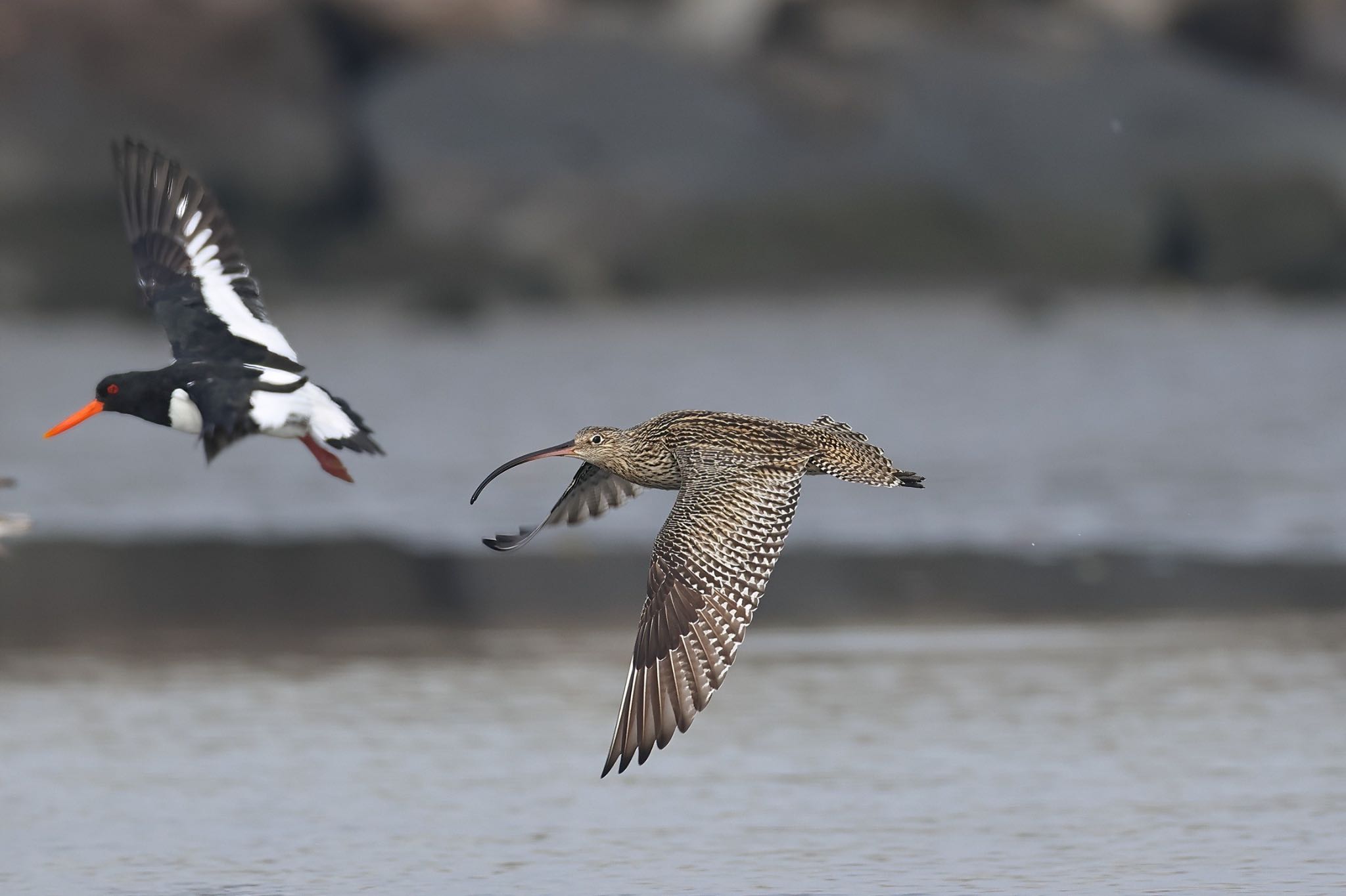 Photo of Far Eastern Curlew at Sambanze Tideland by amachan