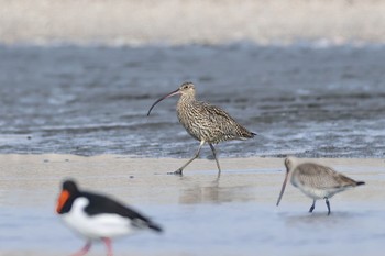 Far Eastern Curlew Sambanze Tideland Sun, 3/24/2024