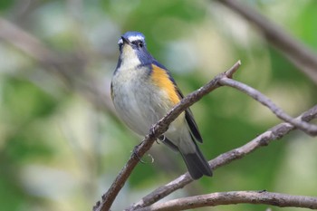 Red-flanked Bluetail Akashi Park Sun, 2/11/2024