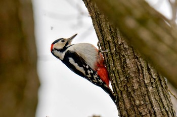 Great Spotted Woodpecker Kitamoto Nature Observation Park Sat, 3/23/2024