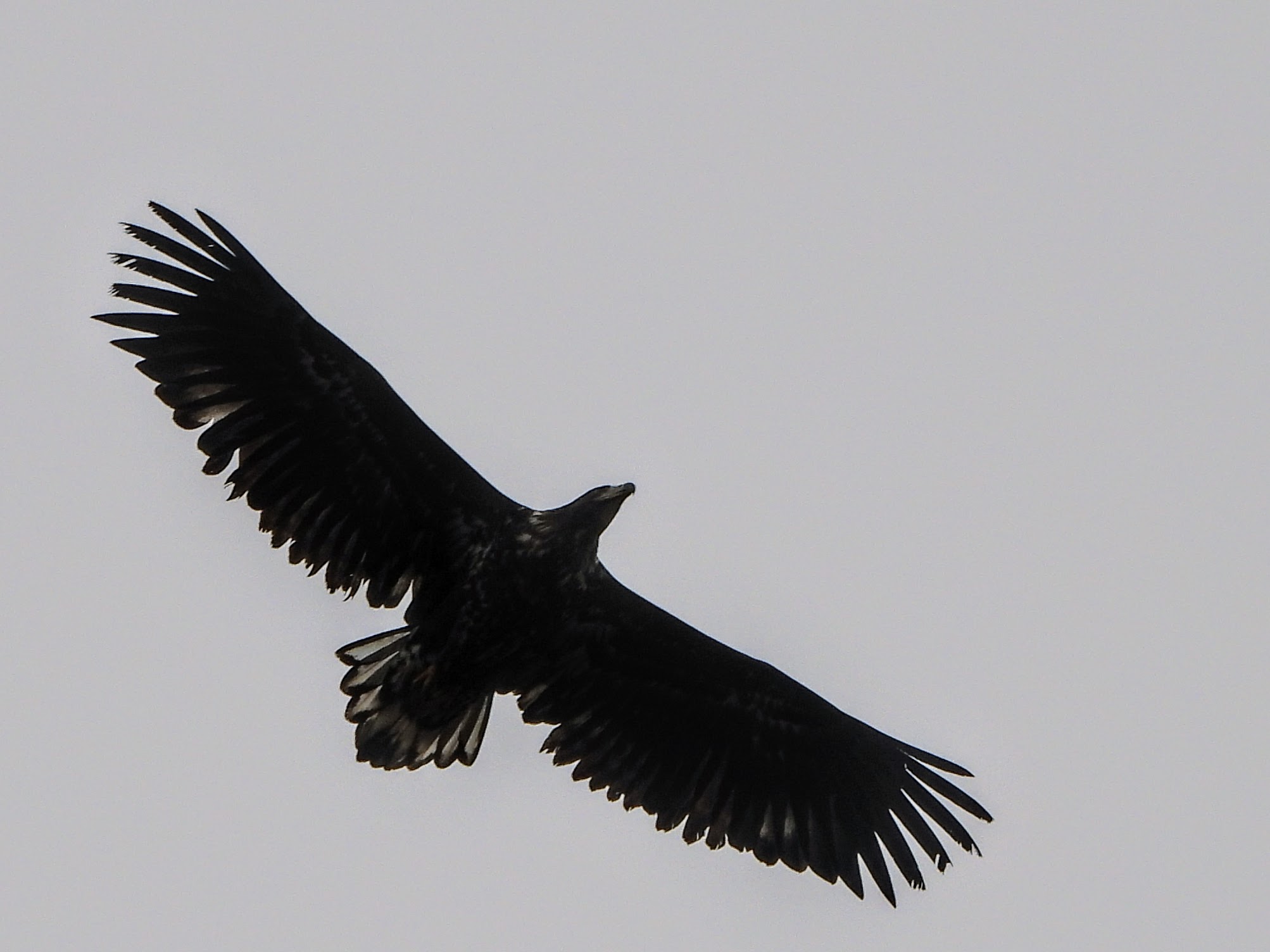 Photo of White-tailed Eagle at Kushiro Wetland National Park by 結城