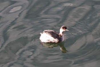 Black-necked Grebe 香澄公園 Thu, 11/23/2023