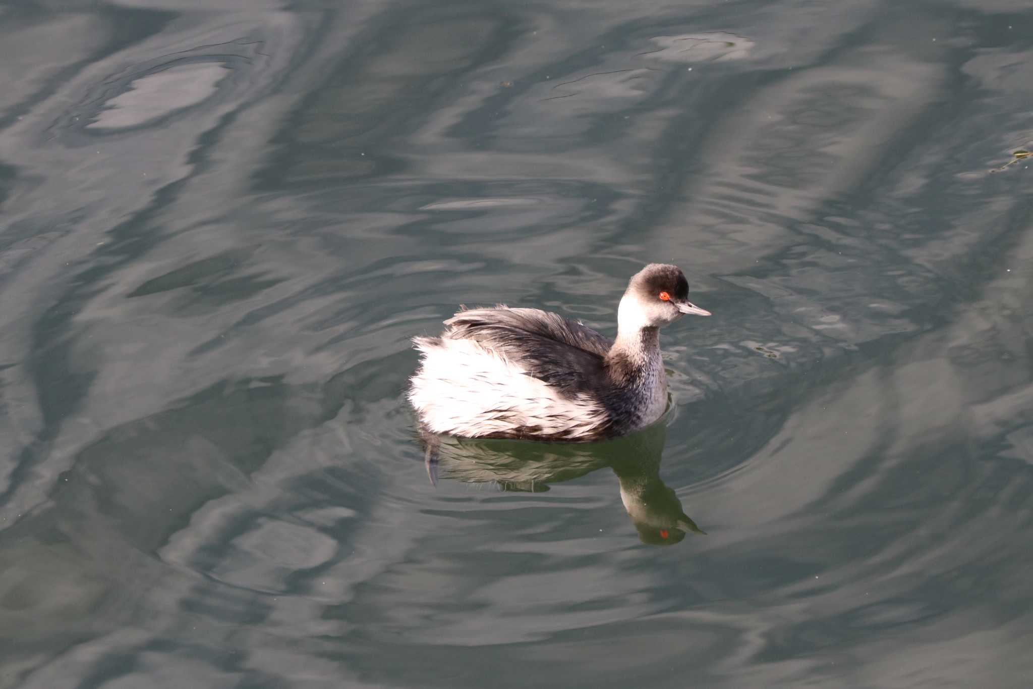 Photo of Black-necked Grebe at 香澄公園 by バンケン