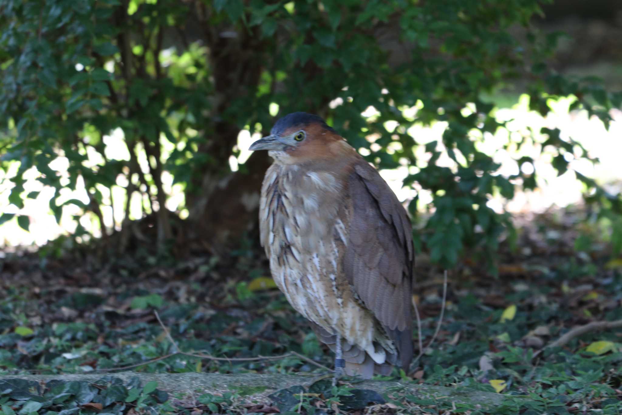 Photo of Malayan Night Heron at 中正紀念堂 by バンケン