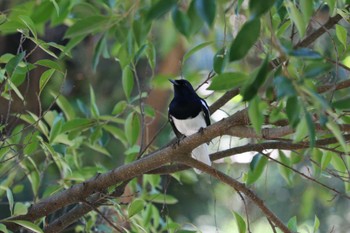 Oriental Magpie-Robin 中正紀念堂 Sun, 11/5/2023