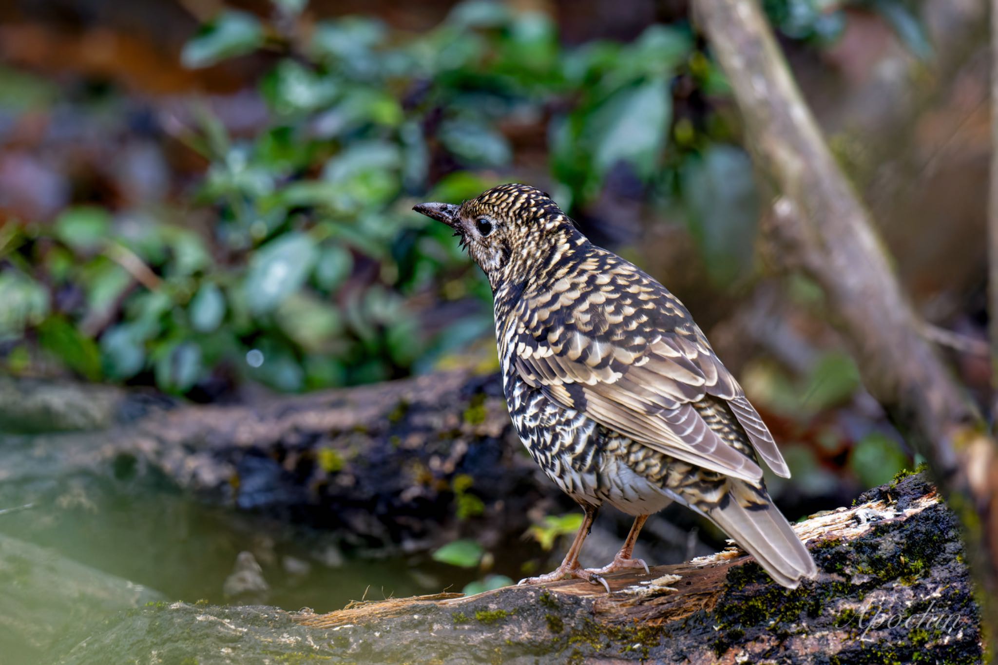 Photo of White's Thrush at Kodomo Shizen Park by アポちん