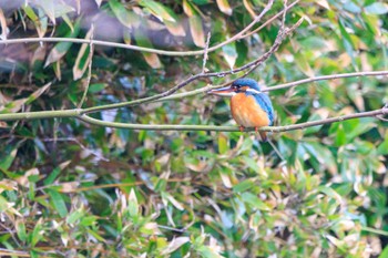 カワセミ 明石公園 2024年2月26日(月)