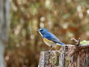 Red-flanked Bluetail 庚申山総合公園 Mon, 3/4/2024