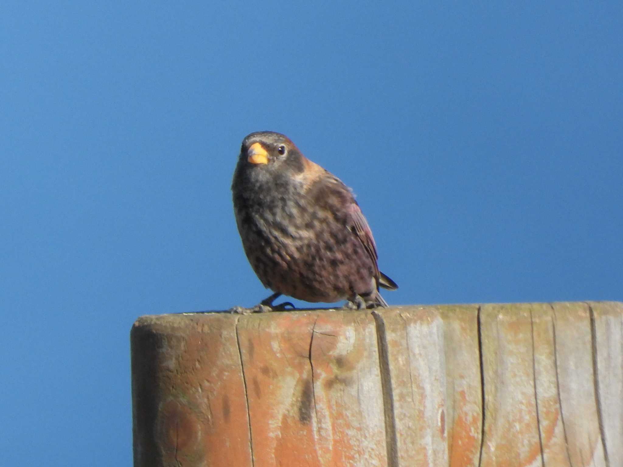 Photo of Asian Rosy Finch at Kiritappu Promontory by 結城