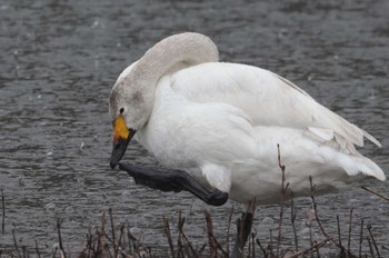 Tue, 3/26/2024 Birding report at 入間川