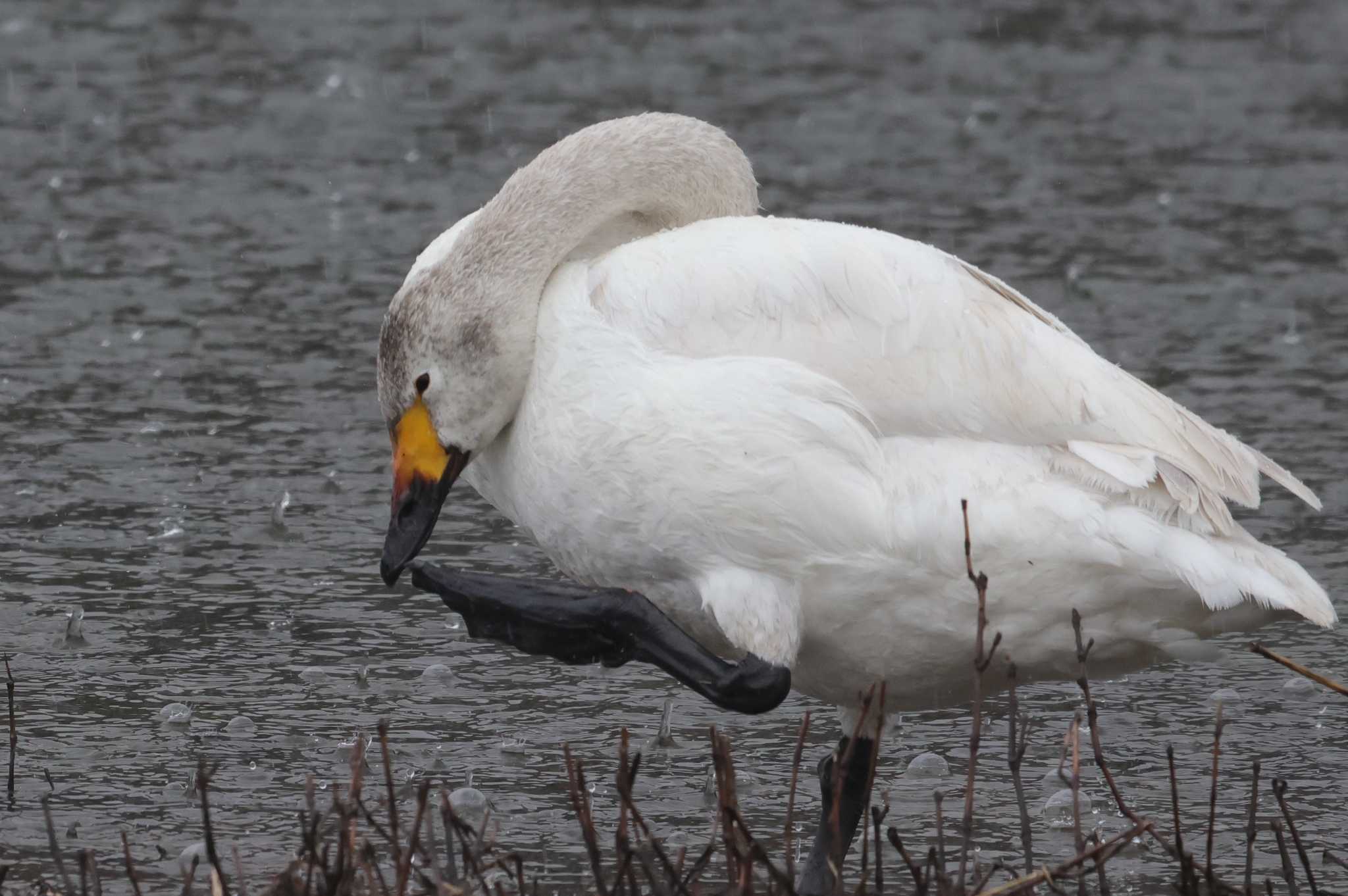 Photo of Tundra Swan at 入間川 by ひろ