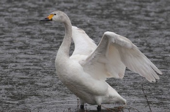 Tundra Swan 入間川 Tue, 3/26/2024