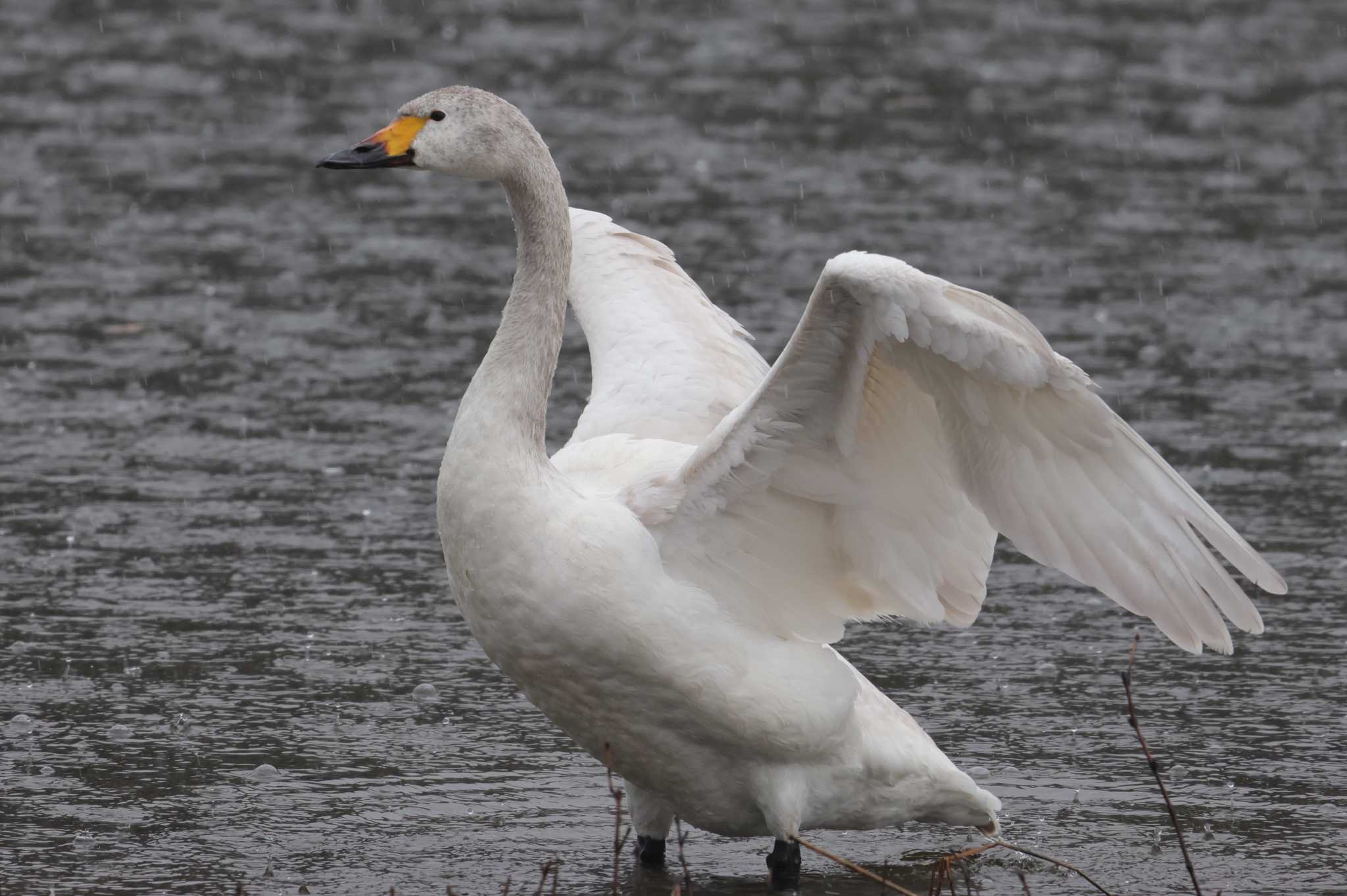 Photo of Tundra Swan at 入間川 by ひろ