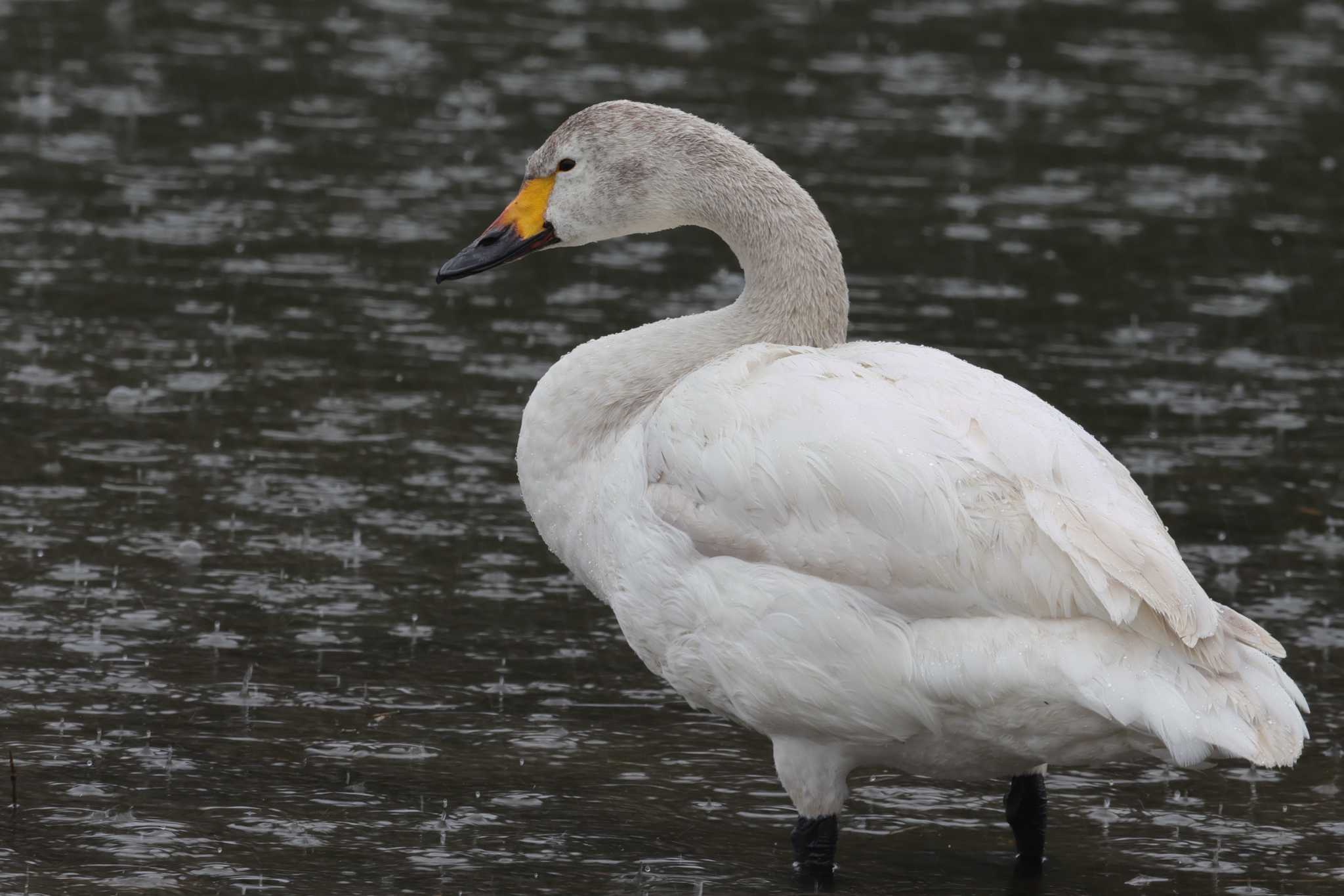 Photo of Tundra Swan at 入間川 by ひろ