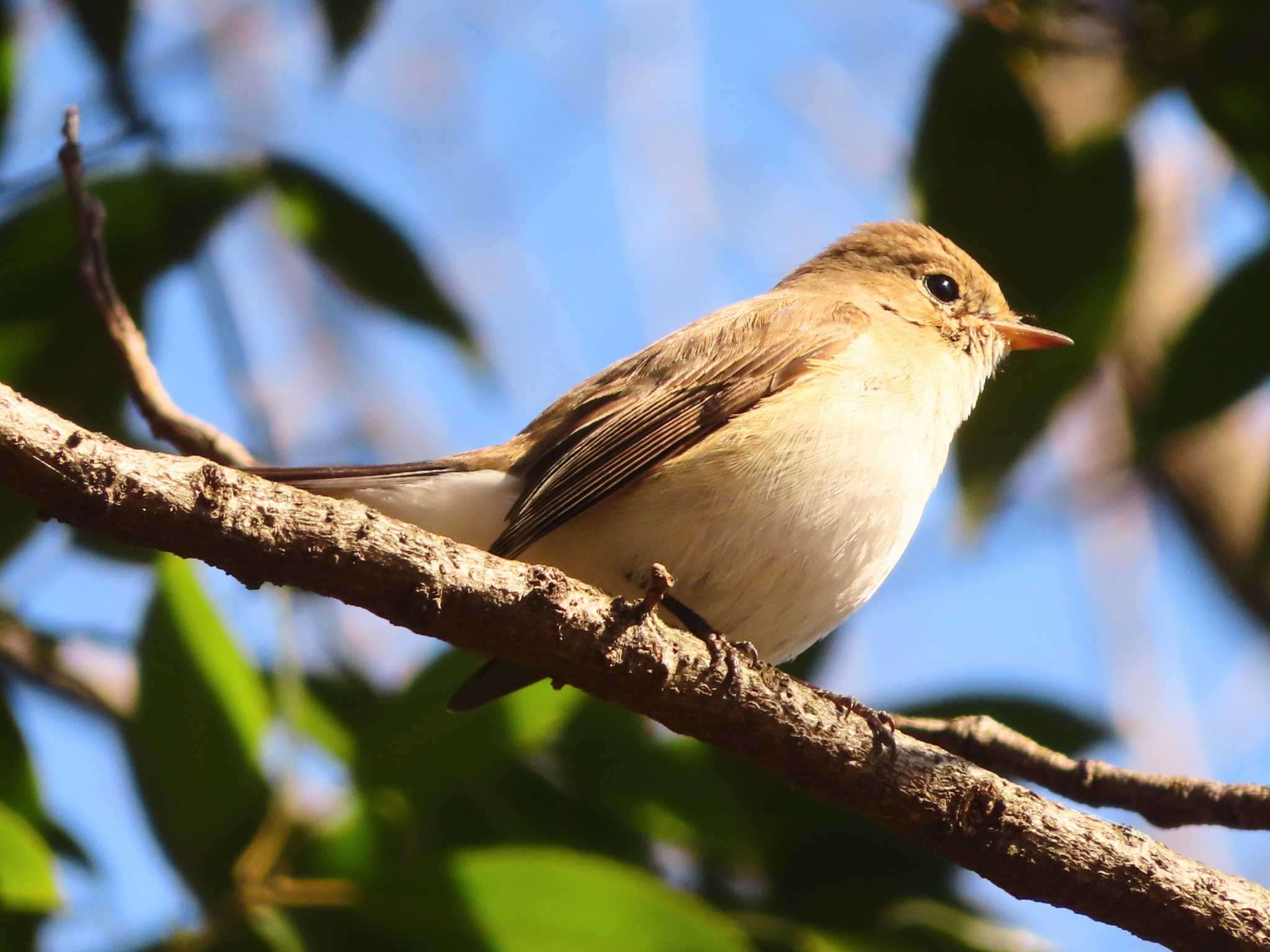 Red-breasted Flycatcher