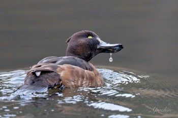 キンクロハジロ こども自然公園 (大池公園/横浜市) 2024年3月24日(日)