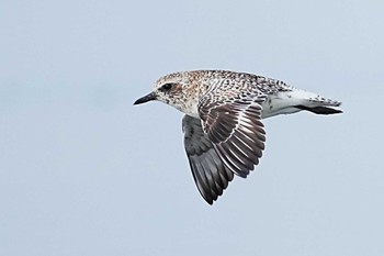 Grey Plover Sambanze Tideland Sun, 3/24/2024