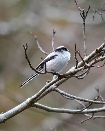 Long-tailed Tit Hayatogawa Forest Road Fri, 2/2/2024