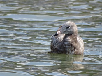 Common Gull 呼子町殿ノ浦 Wed, 3/27/2024