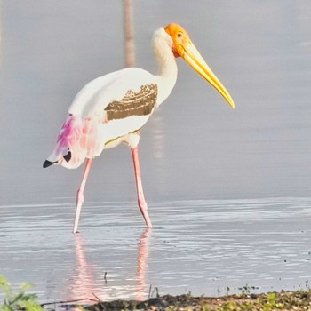 Painted Stork Bang Phra Non-Hunting area Sun, 3/24/2024