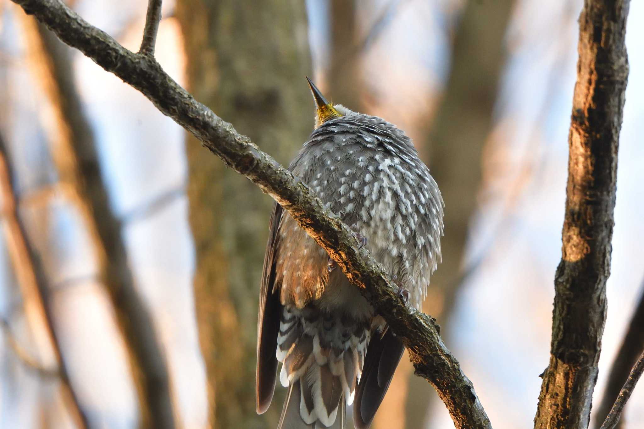 Brown-eared Bulbul