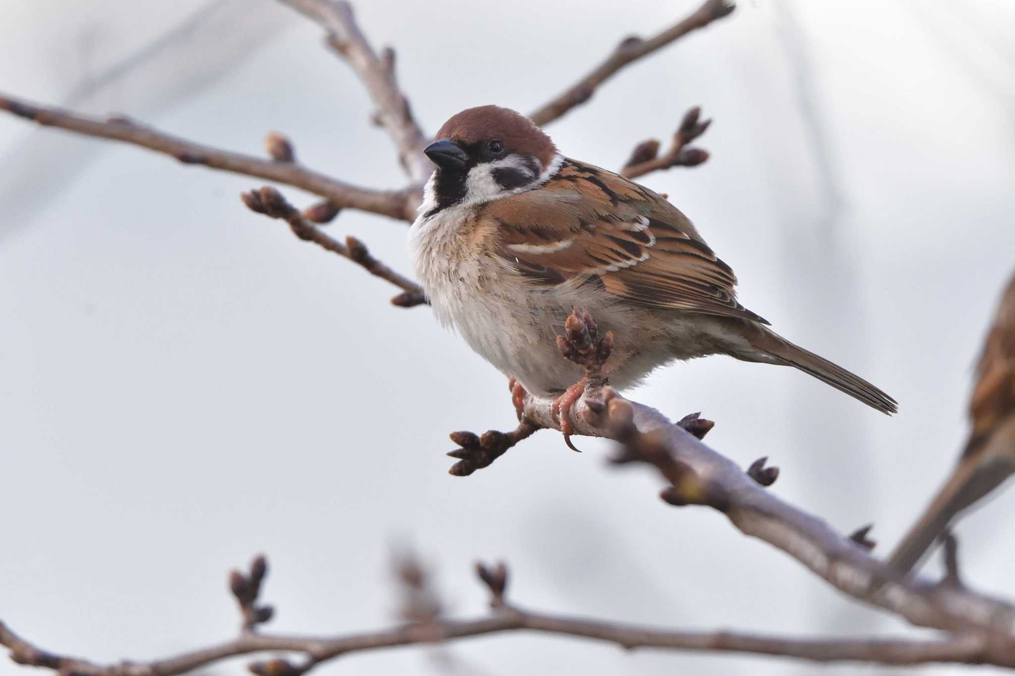 Eurasian Tree Sparrow