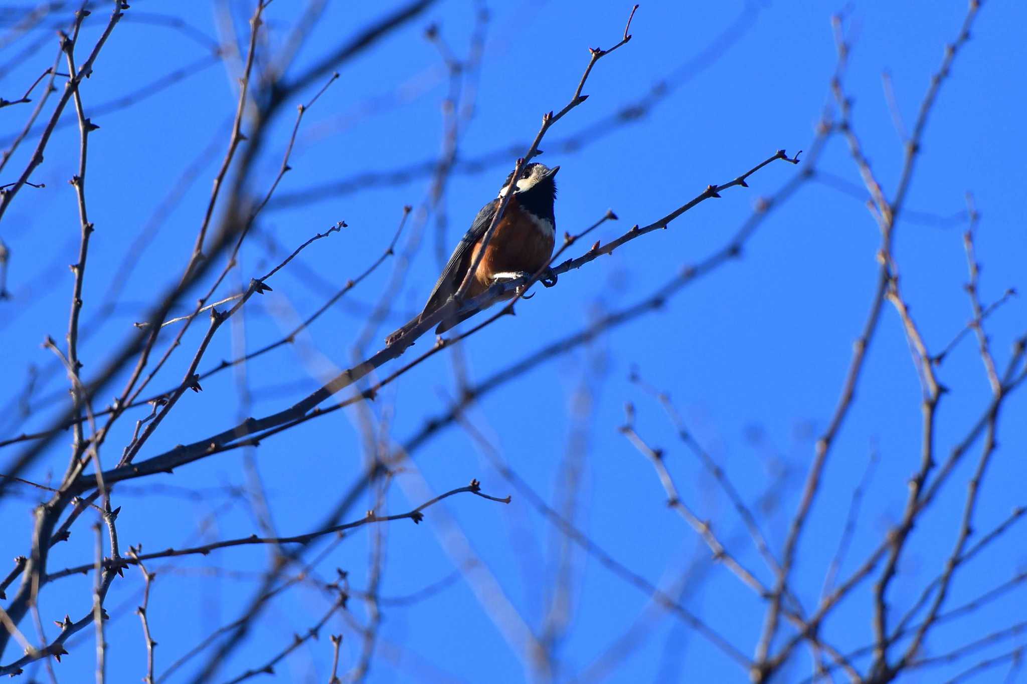 Varied Tit