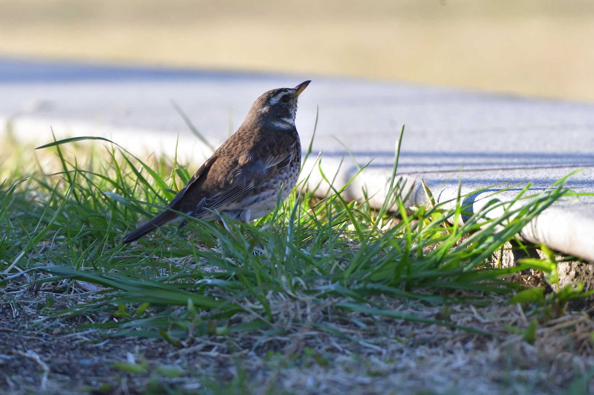 Dusky Thrush