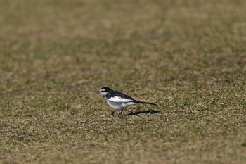 ハクセキレイ 長浜公園 2024年3月22日(金)