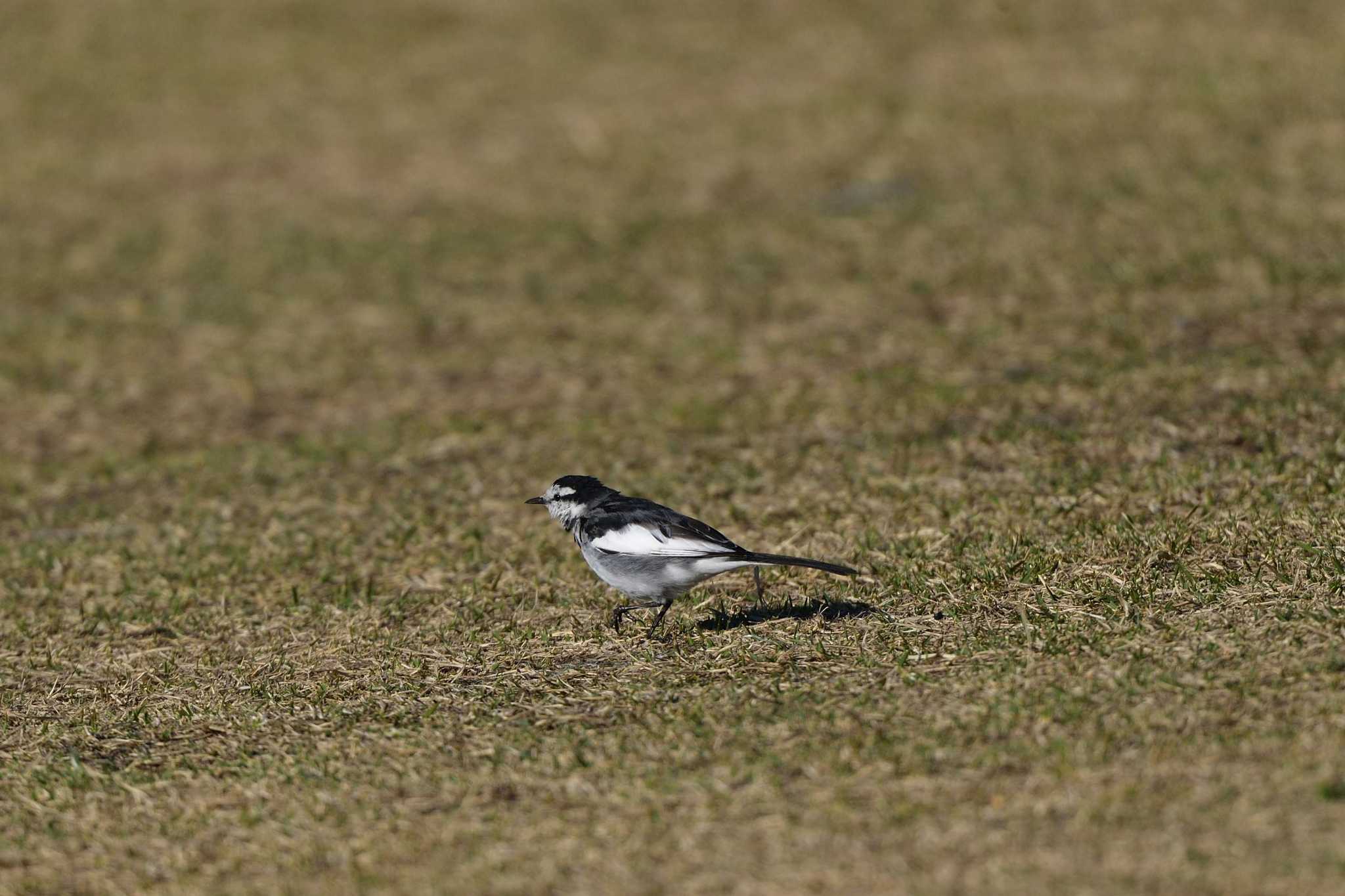 White Wagtail