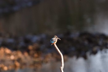 カワセミ 長浜公園 2024年3月22日(金)