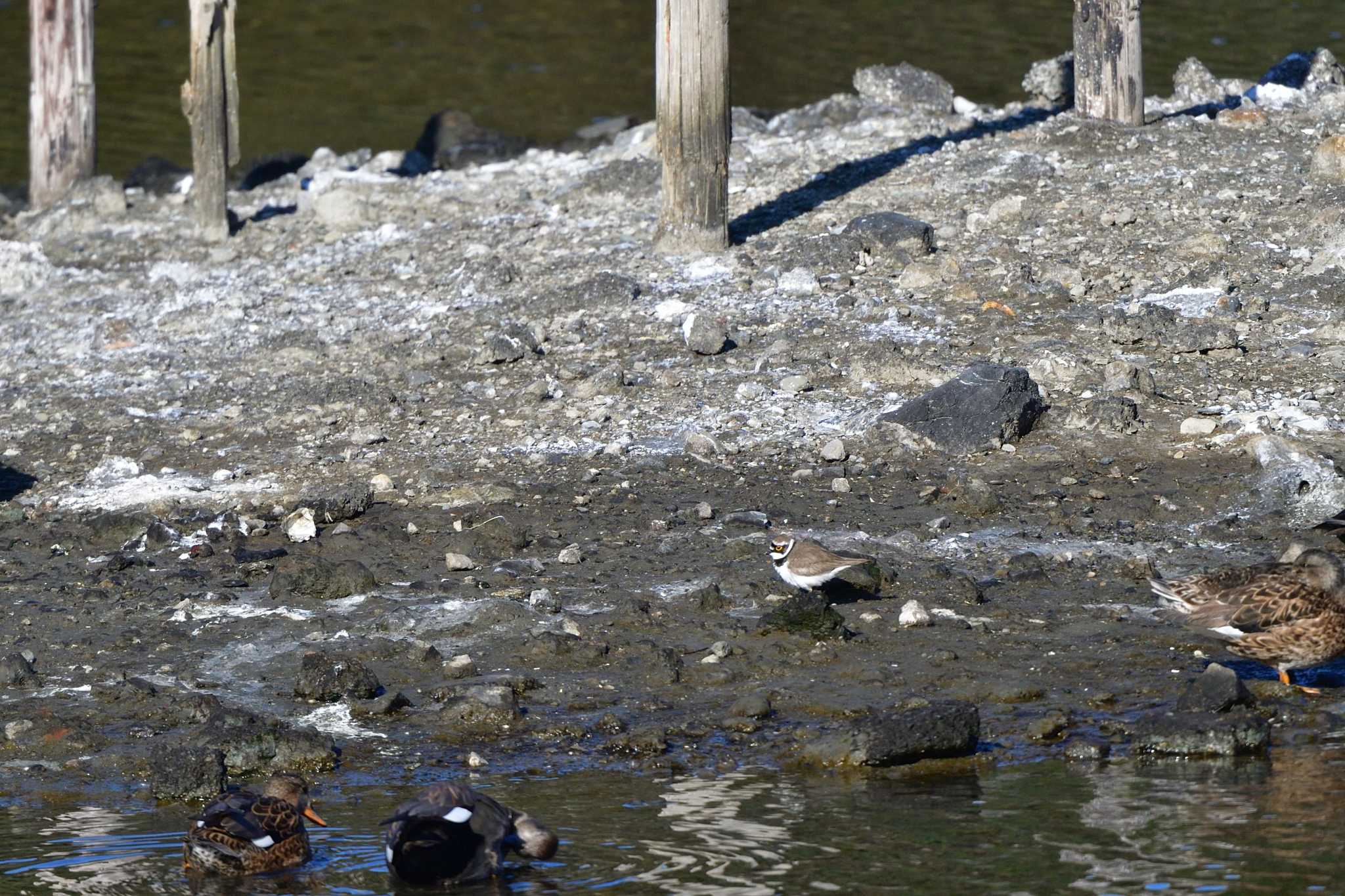 Little Ringed Plover