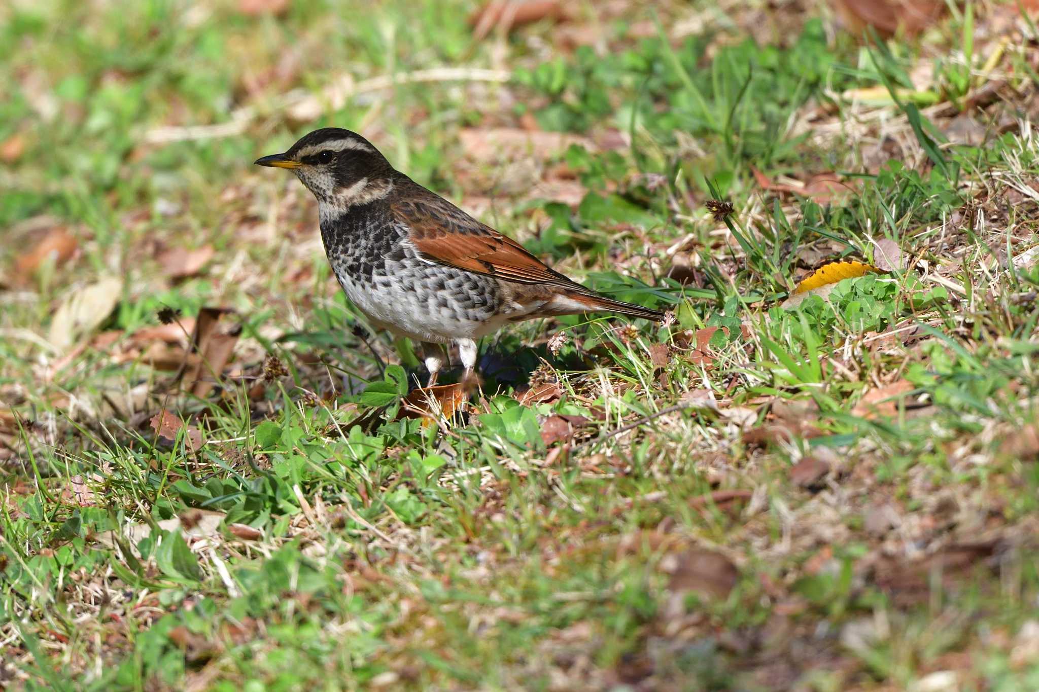 Dusky Thrush