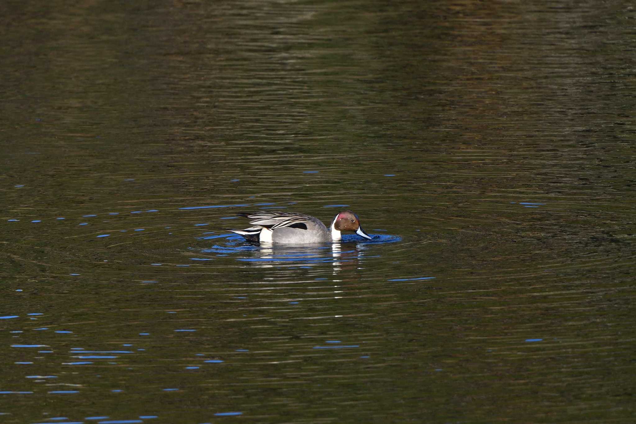 Northern Pintail