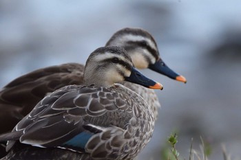 Fri, 3/22/2024 Birding report at Nagahama Park