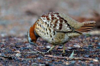 Chinese Bamboo Partridge Kodomo Shizen Park Sun, 3/24/2024