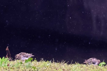 2024年3月25日(月) 伊佐沼の野鳥観察記録