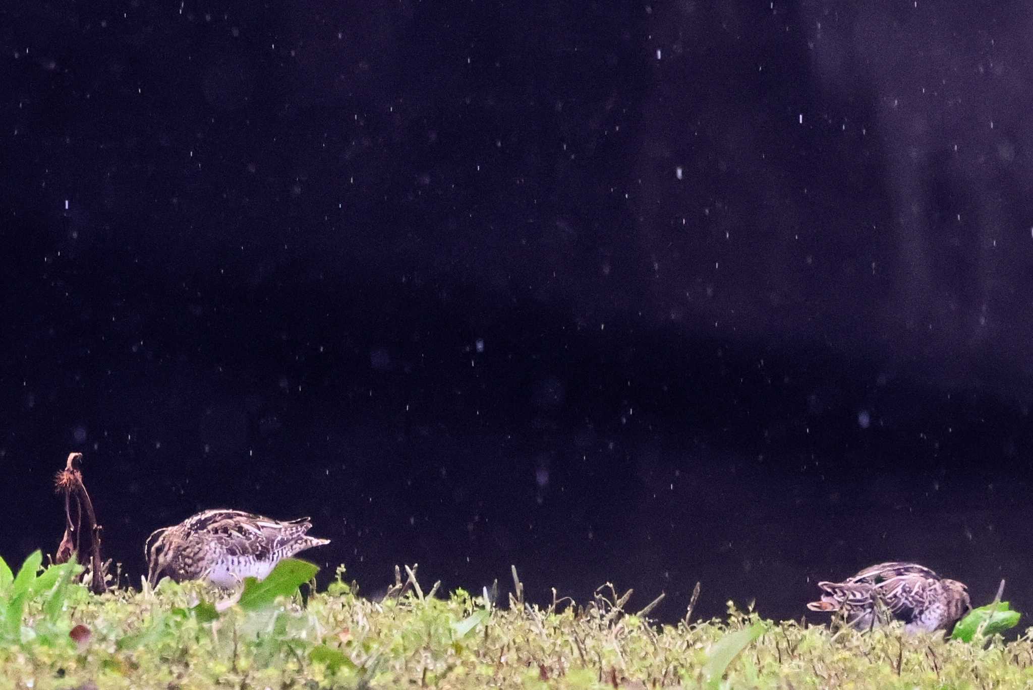 Photo of Common Snipe at Isanuma by ひろ