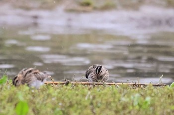 Common Snipe Isanuma Mon, 3/25/2024