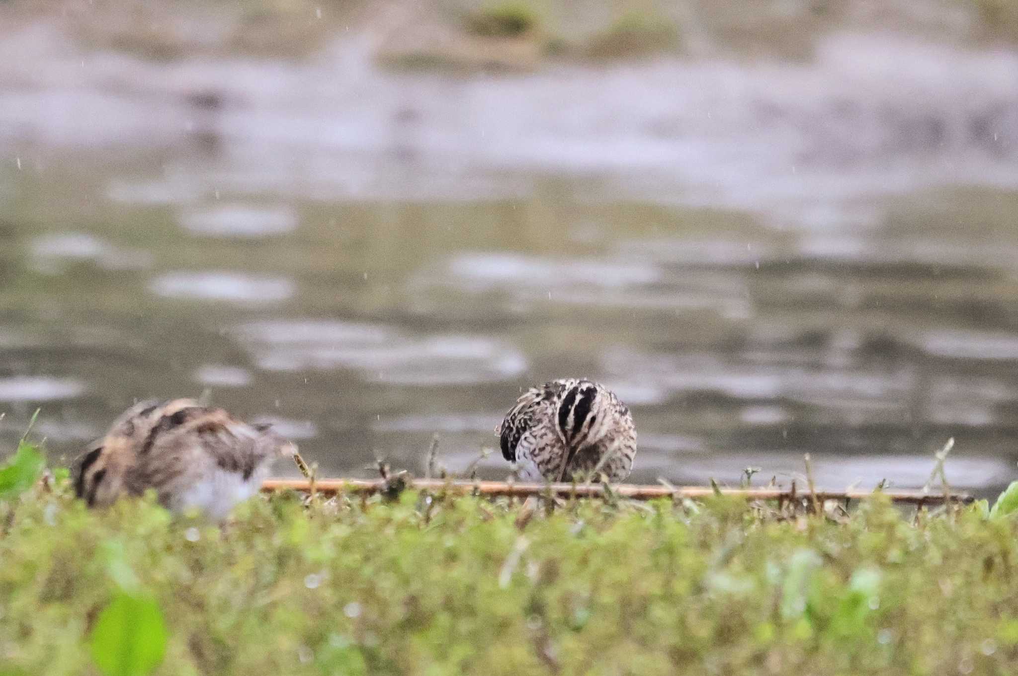 Photo of Common Snipe at Isanuma by ひろ